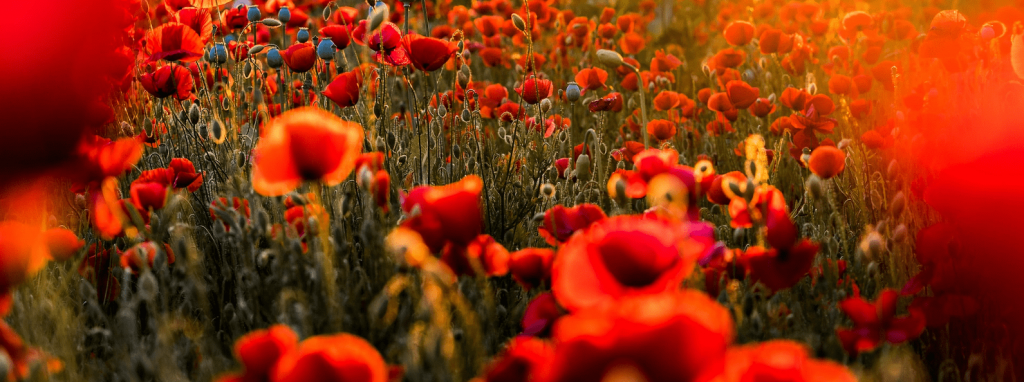 Remembrance Day in Unionville